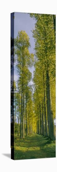 Poplar trees, River Tweed, Scottish Borders, Scotland-null-Stretched Canvas