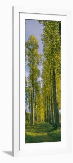 Poplar trees, River Tweed, Scottish Borders, Scotland-null-Framed Photographic Print