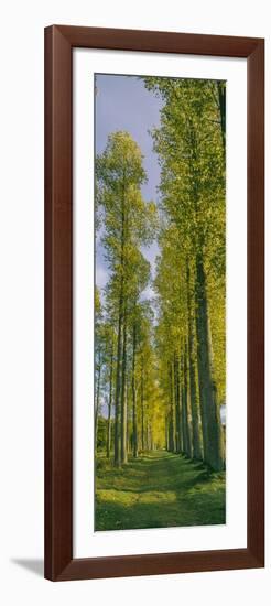 Poplar trees, River Tweed, Scottish Borders, Scotland-null-Framed Photographic Print