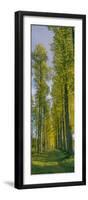 Poplar trees, River Tweed, Scottish Borders, Scotland-null-Framed Photographic Print