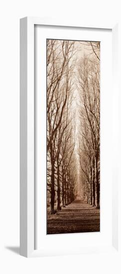 Poplar Trees-Alan Blaustein-Framed Art Print