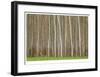 Poplar Trees-Donald Paulson-Framed Giclee Print