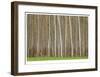 Poplar Trees-Donald Paulson-Framed Giclee Print