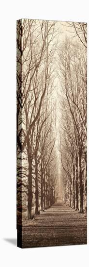 Poplar Trees-Alan Blaustein-Stretched Canvas