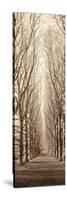 Poplar Trees-Alan Blaustein-Stretched Canvas