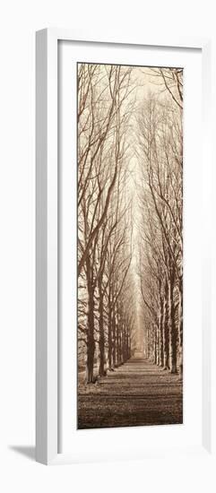 Poplar Trees-Alan Blaustein-Framed Photographic Print