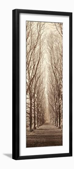 Poplar Trees-Alan Blaustein-Framed Photographic Print