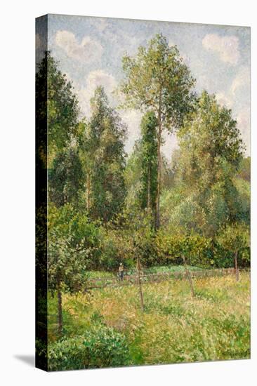 Poplars, Eragny-Camille Pissarro-Stretched Canvas