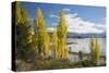 Poplars growing on the shore of Lake Wanaka, autumn, Roys Bay, Wanaka, Queenstown-Lakes district, O-Ruth Tomlinson-Stretched Canvas