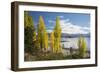 Poplars growing on the shore of Lake Wanaka, autumn, Roys Bay, Wanaka, Queenstown-Lakes district, O-Ruth Tomlinson-Framed Photographic Print