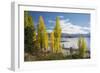 Poplars growing on the shore of Lake Wanaka, autumn, Roys Bay, Wanaka, Queenstown-Lakes district, O-Ruth Tomlinson-Framed Photographic Print