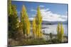 Poplars growing on the shore of Lake Wanaka, autumn, Roys Bay, Wanaka, Queenstown-Lakes district, O-Ruth Tomlinson-Mounted Photographic Print