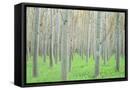 Canvas Black