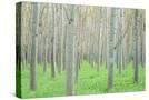Stretched Canvas