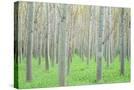 Stretched Canvas