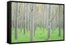 Canvas Black