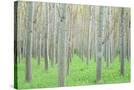 Stretched Canvas