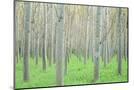Wood Mount
