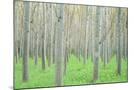 Wood Mount