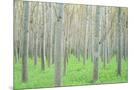 Wood Mount