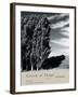 Poplars III-Chris Simpson-Framed Giclee Print