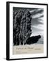 Poplars III-Chris Simpson-Framed Giclee Print