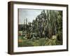 Poplars - Oil on Canvas, 1879-1882-Paul Cezanne-Framed Giclee Print