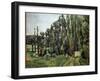 Poplars - Oil on Canvas, 1879-1882-Paul Cezanne-Framed Giclee Print