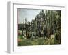 Poplars - Oil on Canvas, 1879-1882-Paul Cezanne-Framed Giclee Print