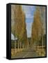 Poplars on Both Sides of an Empty Rural Road Near St. Mont, Les Landes, Aquitaine, France, Europe-Michael Busselle-Framed Stretched Canvas