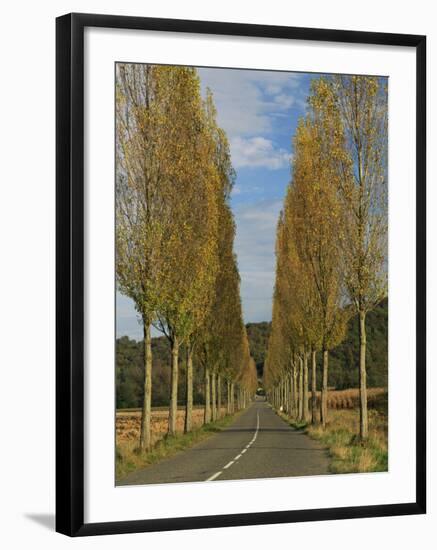 Poplars on Both Sides of an Empty Rural Road Near St. Mont, Les Landes, Aquitaine, France, Europe-Michael Busselle-Framed Photographic Print