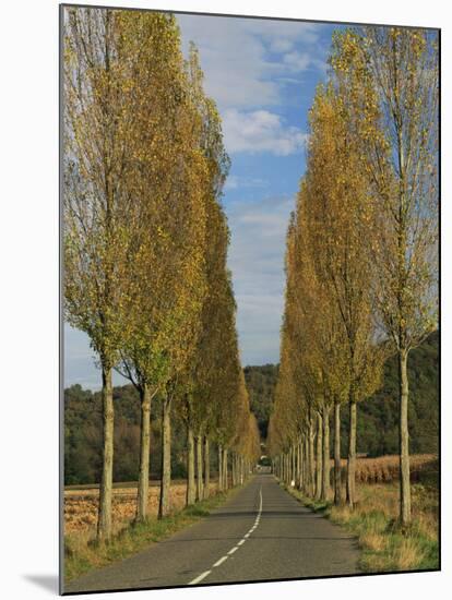 Poplars on Both Sides of an Empty Rural Road Near St. Mont, Les Landes, Aquitaine, France, Europe-Michael Busselle-Mounted Photographic Print