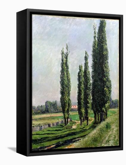 Poplars on the Riverbank at Argenteuil-Gustave Caillebotte-Framed Stretched Canvas