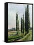 Poplars on the Riverbank at Argenteuil-Gustave Caillebotte-Framed Stretched Canvas