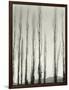 Poplars, Saline Valley, California, 1954-Brett Weston-Framed Photographic Print