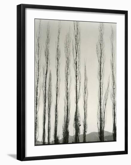 Poplars, Saline Valley, California, 1954-Brett Weston-Framed Photographic Print