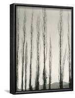 Poplars, Saline Valley, California, 1954-Brett Weston-Framed Photographic Print