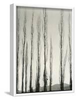 Poplars, Saline Valley, California, 1954-Brett Weston-Framed Photographic Print