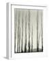 Poplars, Saline Valley, California, 1954-Brett Weston-Framed Photographic Print