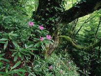 Flowering Rhododendron in Old Growth Forest, Borjomi Kharagauli National Park, Georgia, May 2008-Popp-Photographic Print