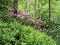 Mountain Forest with Flowering Rhododendron, Mtirala National Park, Georgia, May 2008-Popp-Stretched Canvas