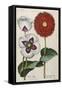 Poppies, 17th Century-null-Framed Stretched Canvas