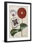 Poppies, 17th Century-null-Framed Giclee Print