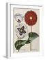 Poppies, 17th Century-null-Framed Giclee Print