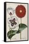 Poppies, 17th Century-null-Framed Stretched Canvas