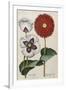 Poppies, 17th Century-null-Framed Giclee Print