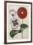 Poppies, 17th Century-null-Framed Giclee Print