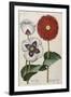 Poppies, 17th Century-null-Framed Giclee Print