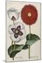 Poppies, 17th Century-null-Mounted Giclee Print