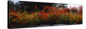 Poppies Along a Stone Wall, Fidalgo Island, Skagit County, Washington, USA-null-Stretched Canvas